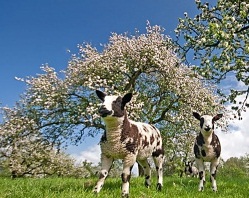 landschap